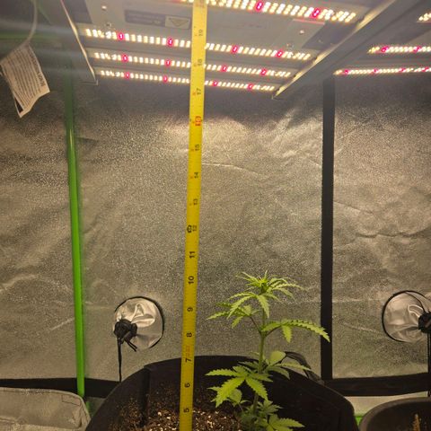 Auto Moon Rocks growlog timeline photo