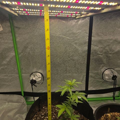 Auto Moon Rocks growlog timeline photo