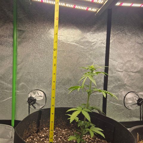 Auto Moon Rocks growlog timeline photo