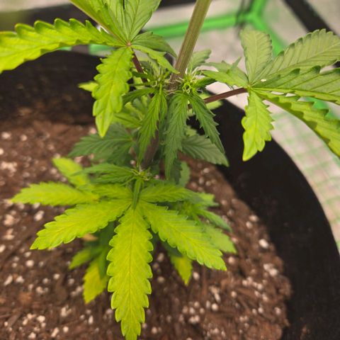 Auto Moon Rocks growlog photo: Waterdf