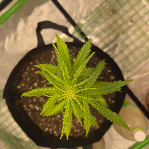 Auto Moon Rocks growlog photo: Waterdf