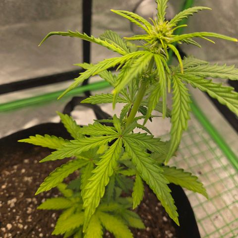 Auto Moon Rocks growlog photo: Waterdf