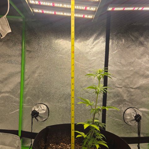 Auto Moon Rocks growlog photo: Waterdf