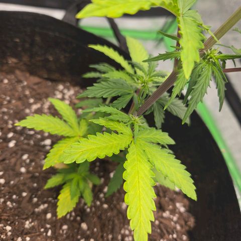 Auto Moon Rocks growlog photo: Waterdf