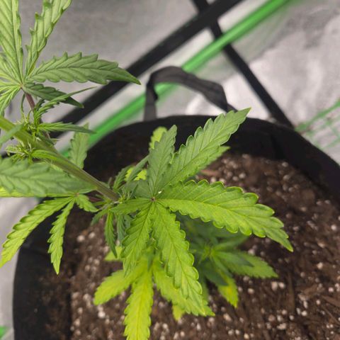 Auto Moon Rocks growlog photo: Waterdf