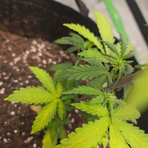Auto Moon Rocks growlog photo: Waterdf