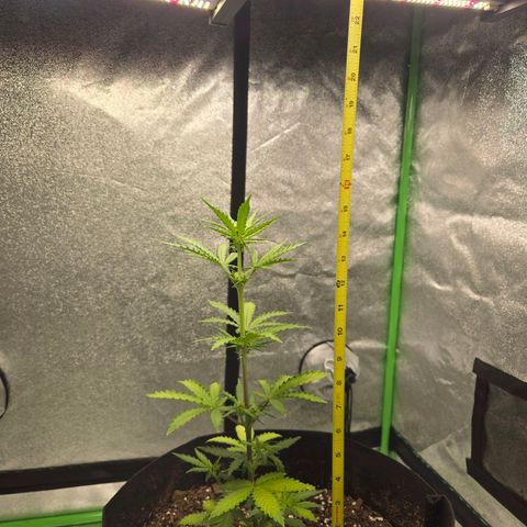 Auto Moon Rocks growlog timeline photo