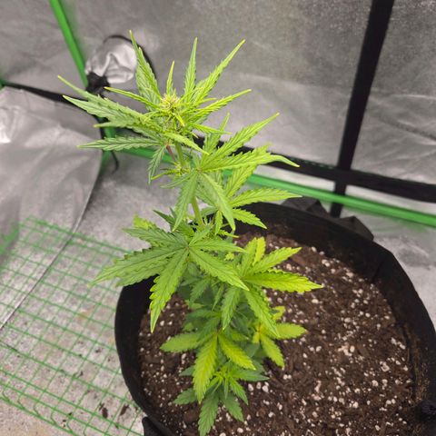 Auto Moon Rocks growlog timeline photo