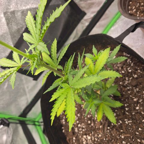 Auto Moon Rocks growlog timeline photo