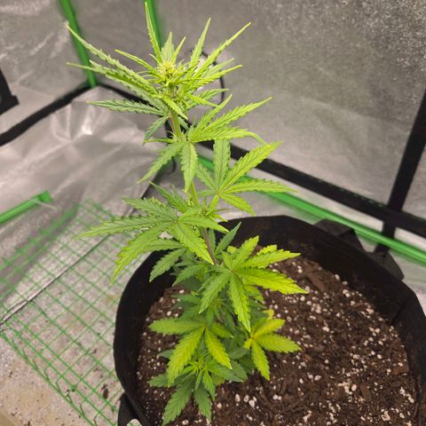 Auto Moon Rocks growlog timeline photo
