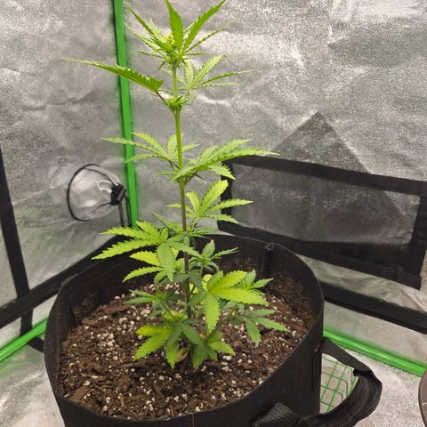 Auto Moon Rocks growlog timeline photo