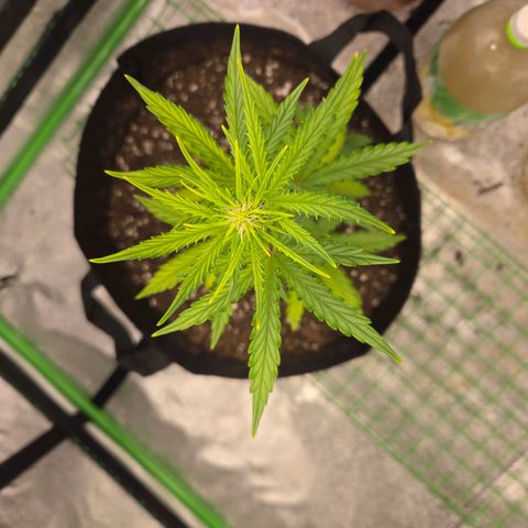 Auto Moon Rocks growlog timeline photo