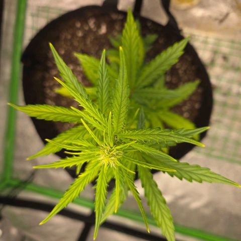Auto Moon Rocks growlog timeline photo