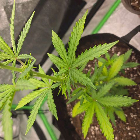 Auto Moon Rocks growlog timeline photo