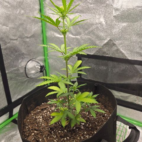 Auto Moon Rocks growlog timeline photo