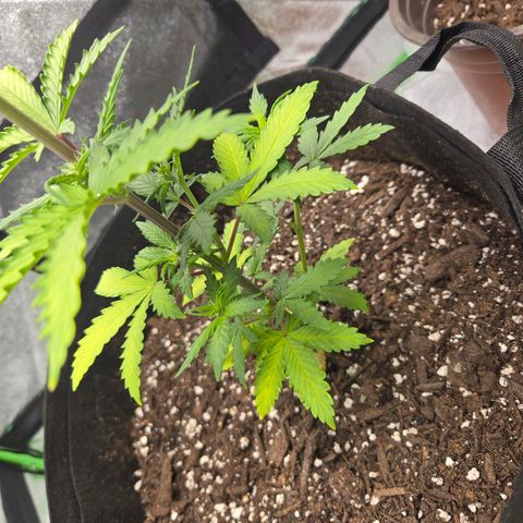 Auto Moon Rocks growlog timeline photo