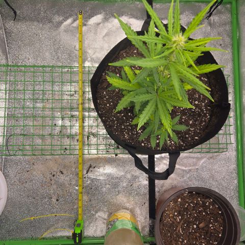Auto Moon Rocks growlog timeline photo