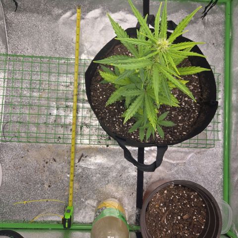 Auto Moon Rocks growlog timeline photo