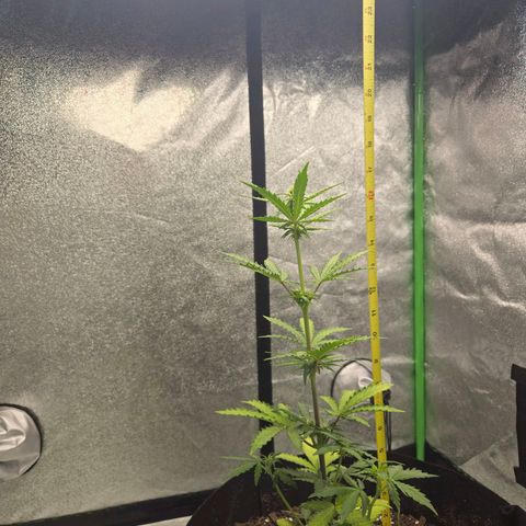 Auto Moon Rocks growlog timeline photo