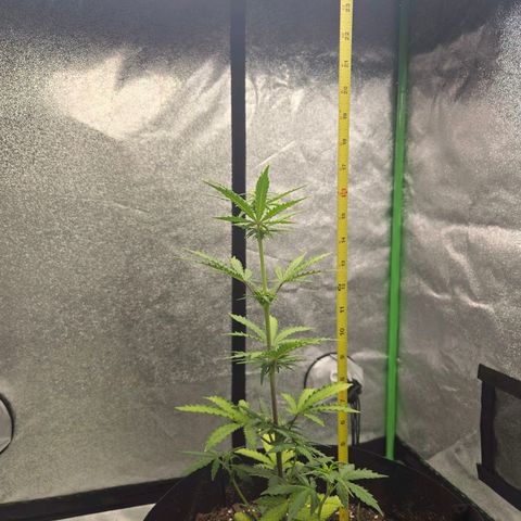 Auto Moon Rocks growlog timeline photo
