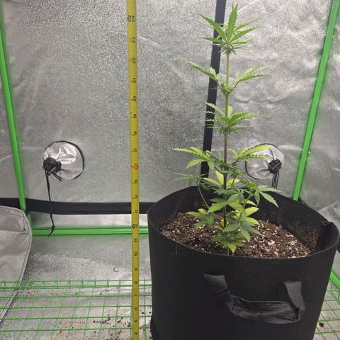 Auto Moon Rocks growlog timeline photo