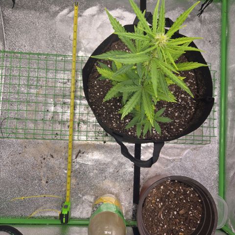 Auto Moon Rocks growlog timeline photo