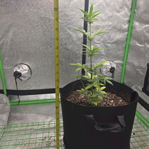 Auto Moon Rocks growlog timeline photo
