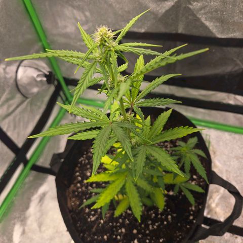 Auto Moon Rocks growlog photo: 1 tablespoon GrowBig
1.5 tiger bloom 
1.5 bug bloom

