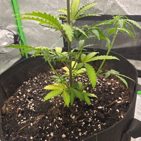 Auto Moon Rocks growlog photo: 1 tablespoon GrowBig
1.5 tiger bloom 
1.5 bug bloom
