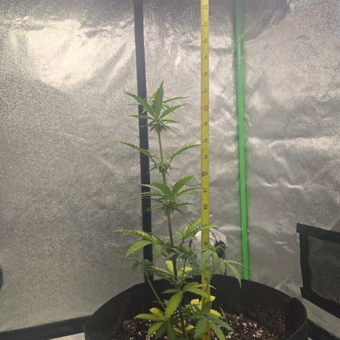 Auto Moon Rocks growlog photo: 1 tablespoon GrowBig
1.5 tiger bloom 
1.5 bug bloom
