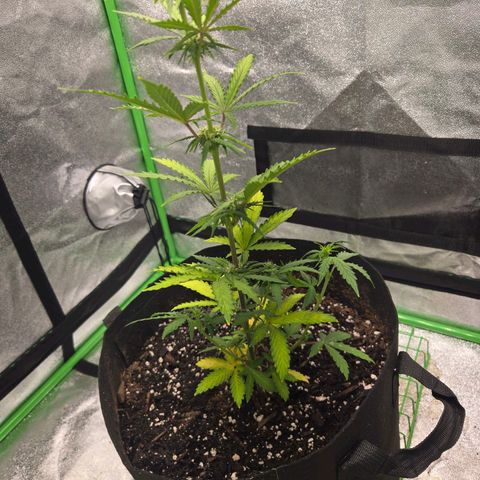 Auto Moon Rocks growlog photo: 1 tablespoon GrowBig
1.5 tiger bloom 
1.5 bug bloom
