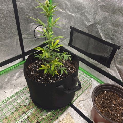 Auto Moon Rocks growlog photo: 1 tablespoon GrowBig
1.5 tiger bloom 
1.5 bug bloom
