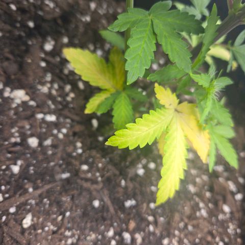 Auto Moon Rocks growlog photo: Yellowing on half. Lights might be the issue