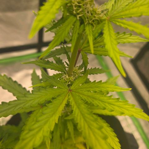 Auto Moon Rocks growlog photo: Yellowing on half. Lights might be the issue