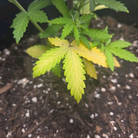 Auto Moon Rocks growlog photo: Yellowing on half. Lights might be the issue