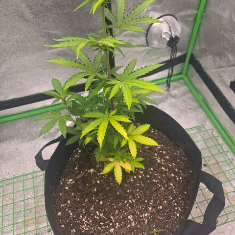 Auto Moon Rocks growlog photo: Yellowing on half. Lights might be the issue