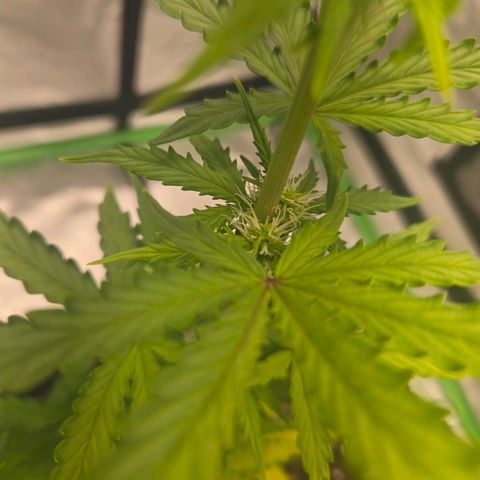 Auto Moon Rocks growlog photo: Yellowing on half. Lights might be the issue