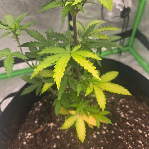 Auto Moon Rocks growlog photo: Yellowing on half. Lights might be the issue