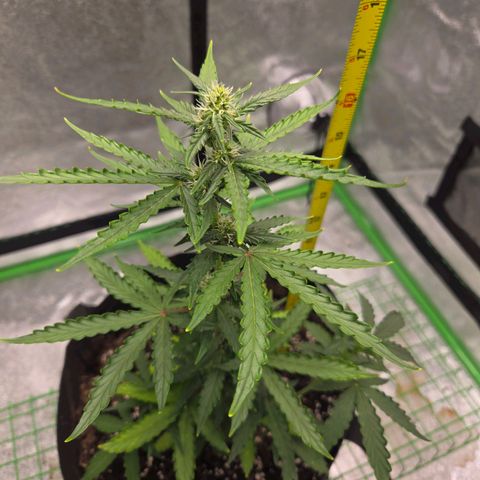 Auto Moon Rocks growlog photo: Light watering 