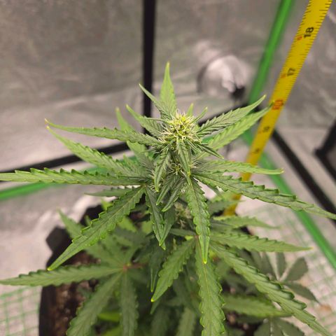 Auto Moon Rocks growlog photo: Light watering 