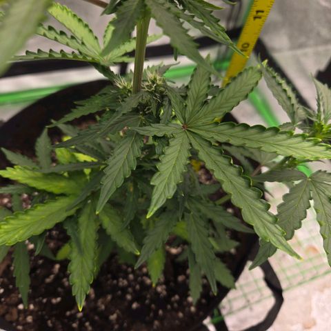 Auto Moon Rocks growlog photo: Light watering 
