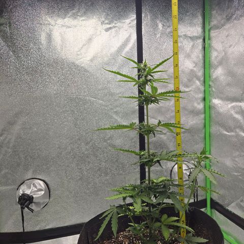 Auto Moon Rocks growlog photo: Light watering 