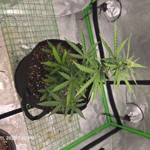 Auto Moon Rocks growlog photo: Light watering 