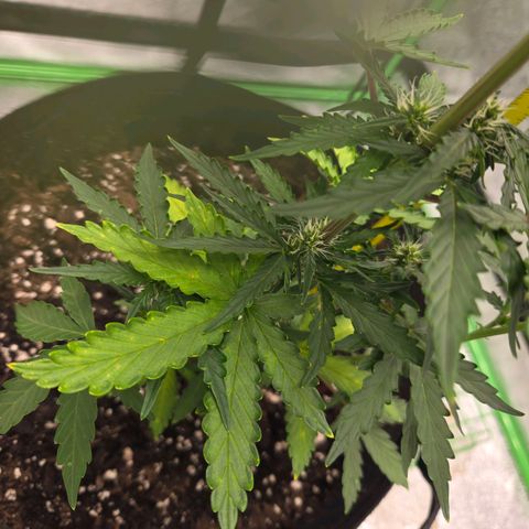 Auto Moon Rocks growlog photo: Light watering 