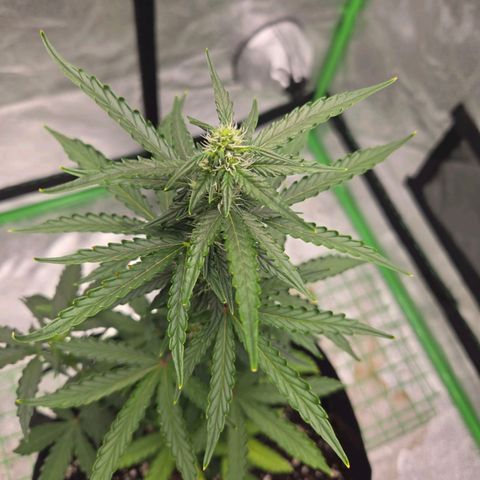 Auto Moon Rocks growlog photo: Dramatic color changes. Flower stage for sure. 