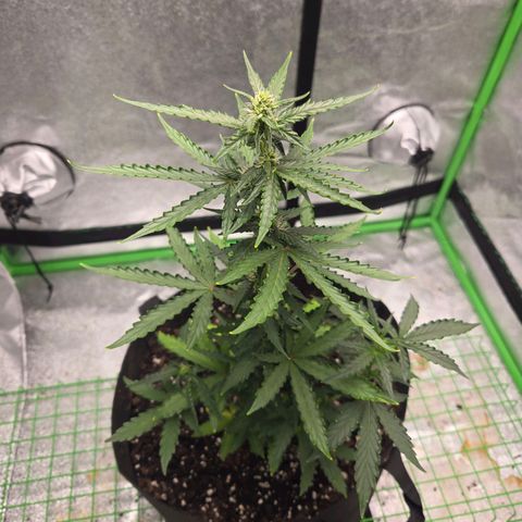 Auto Moon Rocks growlog photo: Dramatic color changes. Flower stage for sure. 