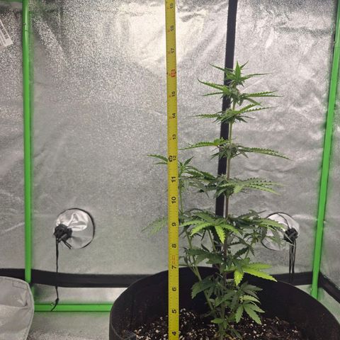 Auto Moon Rocks growlog photo: Dramatic color changes. Flower stage for sure. 