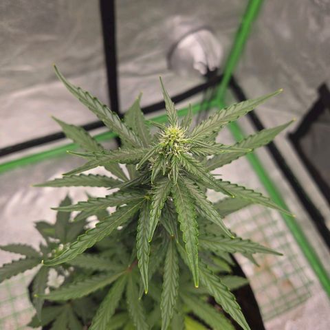 Auto Moon Rocks growlog photo: Dramatic color changes. Flower stage for sure. 