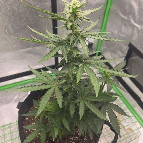 Auto Moon Rocks growlog timeline photo