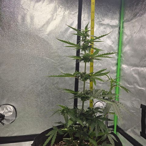 Auto Moon Rocks growlog timeline photo